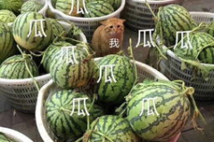 壁纸娱乐吃瓜,吃瓜群众的热议焦点