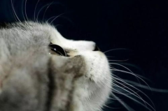 娱乐吃瓜酱猫打翻电视,引发网友热议