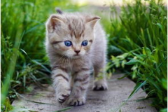 娱乐吃瓜酱猫咪头套,揭秘“吃瓜酱”猫咪的趣味生活